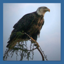 Out On A Limb posters