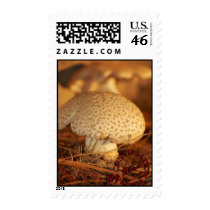 Outcast postage