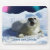 seals, harp seals, harp seal mousepads, harp seal
