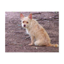 outdoor doggie postcards