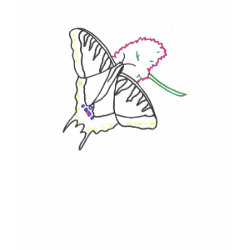 outline art - butterfly and flower in color shirt shirt