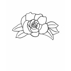 outline art - rose color in shirt shirt