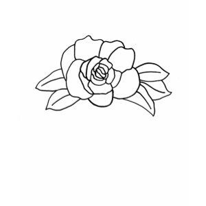 outline art - rose color in shirt shirt