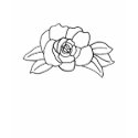 outline art - rose color in shirt