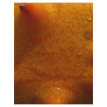 outside of star fruit flyers by pinkypetals outside of star fruit flyers
