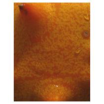 outside of star fruit letterhead