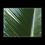 Overlapping Palm Fronds Postcard