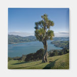 Overlooking Dunedin Bay Fridge Magnet