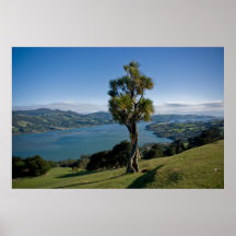 Overlooking Dunedin Bay Poster