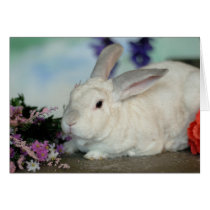 Owen the Rabbit cards