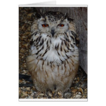owl1 cards