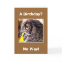 owl 2, A Birthday?, No Way! cards by Eye4birds owl 2, A Birthday?, No Way! cards