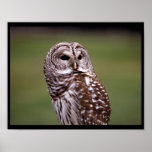 Owl (5) posters