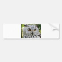 owl-62703_1920.jpg bumper stickers