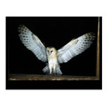 Owl (6) postcards
