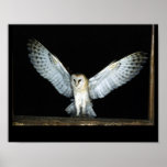 Owl (6) posters