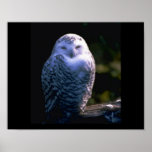 Owl (8) posters