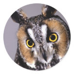 Owl Bird Sticker Owl Bird Sticker