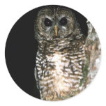 Owl Bird Sticker Owl Bird Sticker