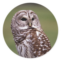 Owl Bird Sticker