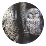 Owl Bird Sticker Owl Bird Sticker