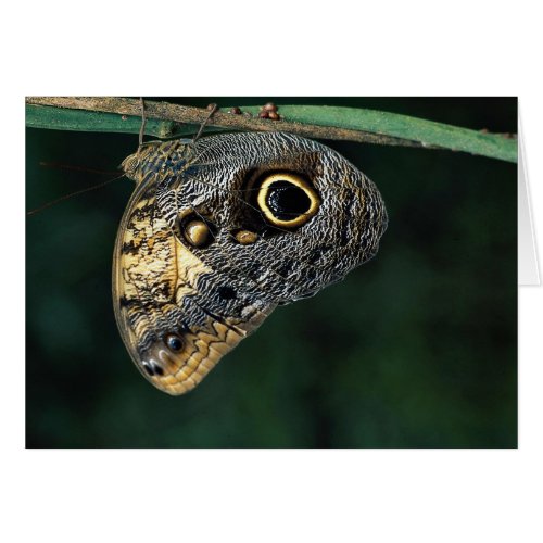 Owl butterfly, Caligo beltrao card