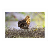Owl Butterfly on Spanish Moss Print