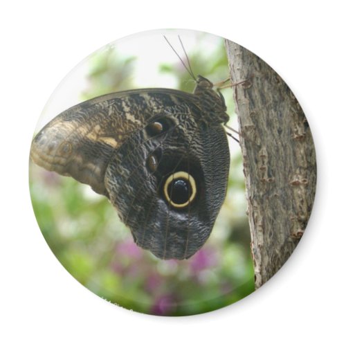 Owl Butterfly on Tree magnet