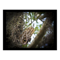 Owl Butterfly Posters