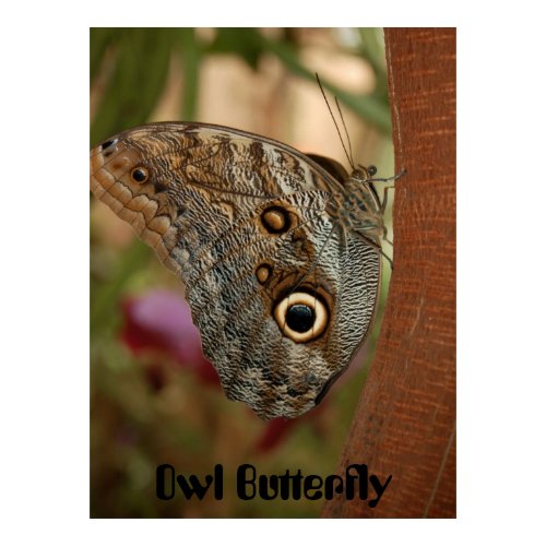 Owl Butterfly Print print