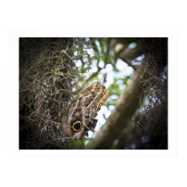 Owl Butterfly Print