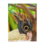 Owl Butterfly Vertical Po...