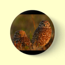 owl buttons