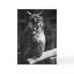Owl Card