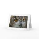 Owl cards