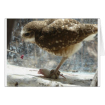 owl card