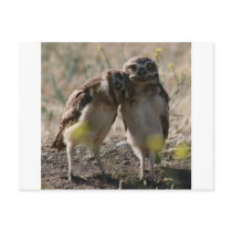 owl couple postcard