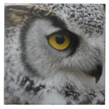 Owl Eye - Close Up Photo Tile