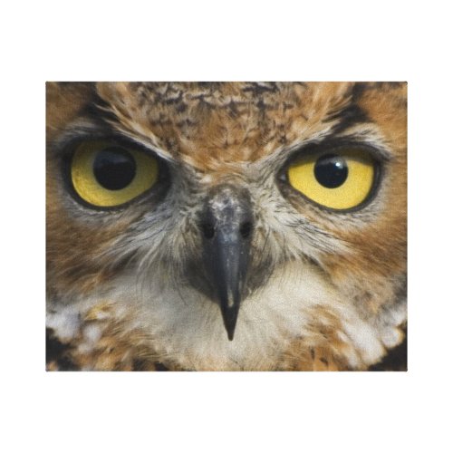 Owl Eyes Gallery Wrapped Canvas