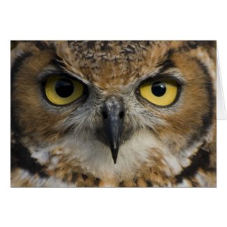 Owl Eyes Card