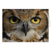Owl Eyes Card