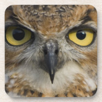 Owl Eyes Coaster