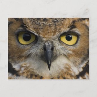 Owl Eyes Post Card