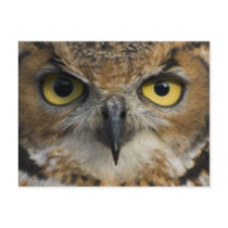 Owl Eyes Post Card