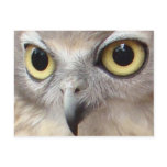 Owl Eyes Post Cards