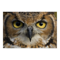 Owl Eyes Poster