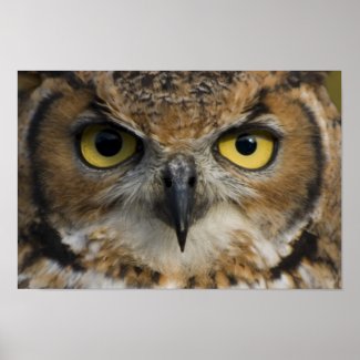 Owl Eyes Poster