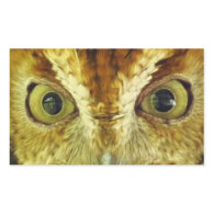 Owl Eyes Screech Owl Sticker