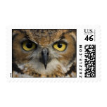 Owl Eyes Stamps