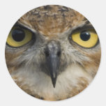 Owl Eyes Stickers